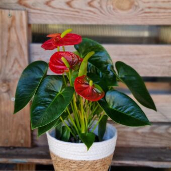 Anthurium