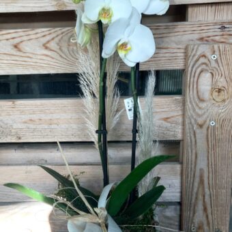 Phalaenopsis Blanca
