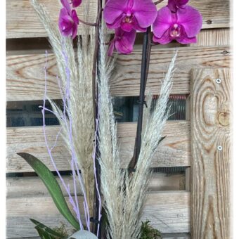Phalaenopsis Morada