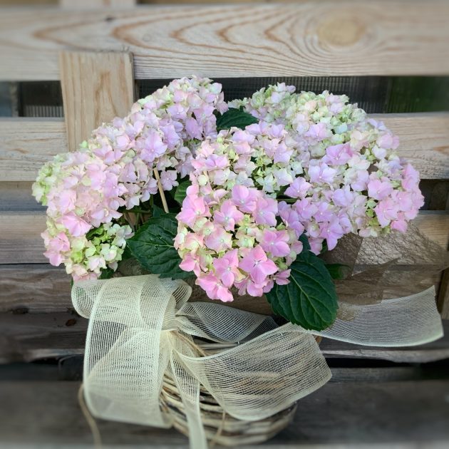 CANASTA DE HORTENSIA Rosa