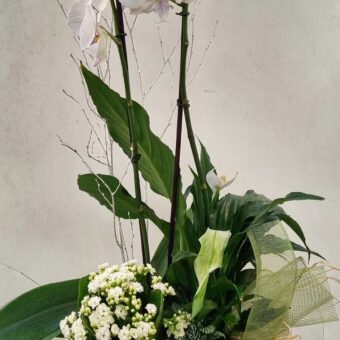 Composición CAPRICHO