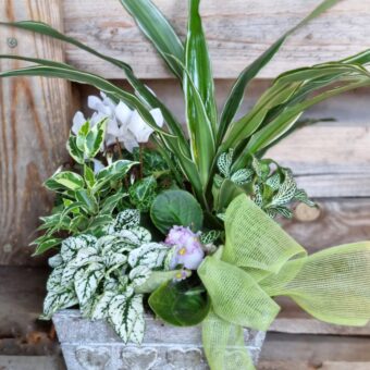 Composicicion de plantas MAGIA
