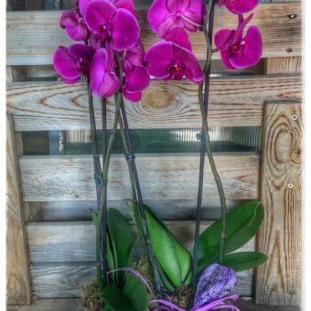 Caja de Orquídeas