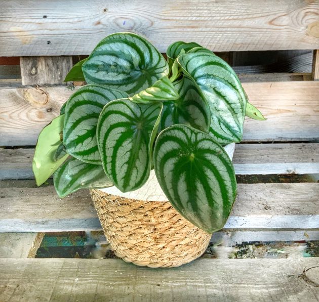 PEPEROMIA