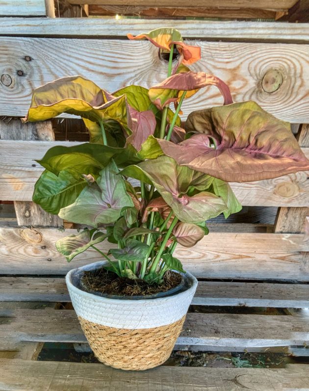 SYNGONIUM Red Heart