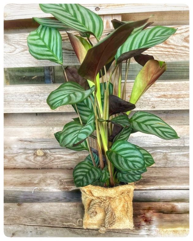 CALATHEA