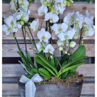 Conjunto Phalenopsis Blancas