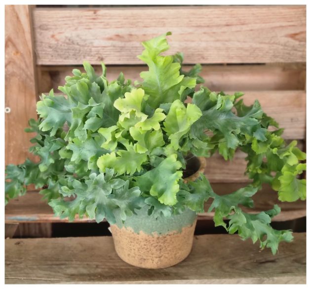 PHILEBODIUM AUREUM
