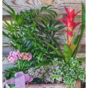 Caja de plantas  ANTIQUA