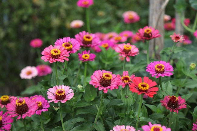 Flores de Verano