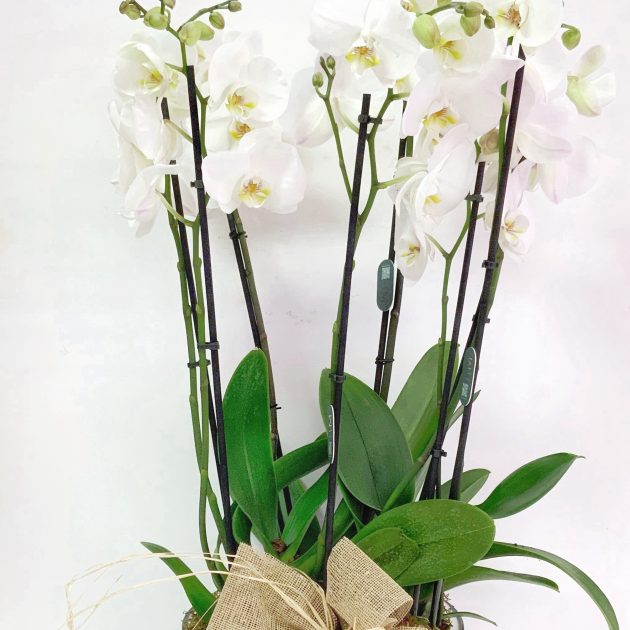 Conjunto phalenopsis base cristal