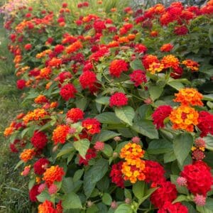 Lantana camara
