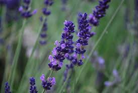 Lavanda