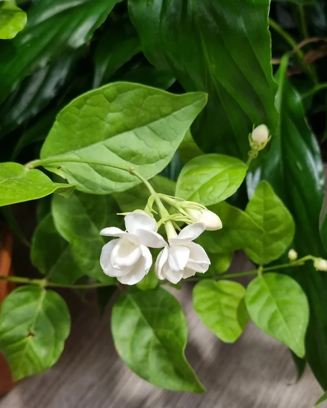 Flores de verano