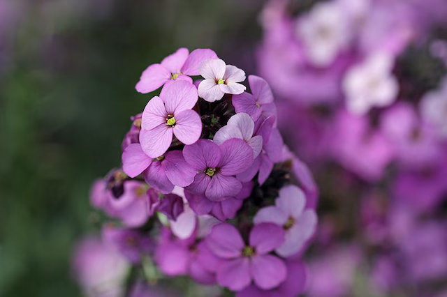 Flores de otoño