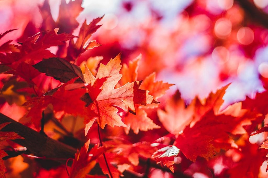 flores de otoño